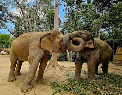 Elephant Jungle Sanctuary Samui (Soi 2 Branch), Koh Samui