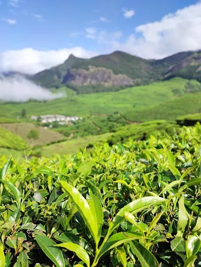 Check out Suryanelli Tea Garden View Point, Suryanelli