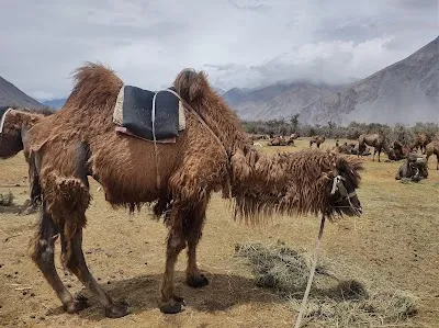 Hunder sand dunes double hump camel ride, Nubra