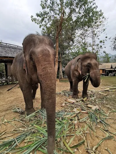 Check out Elephant Village Ban Xieng Lom, Vientiane