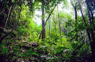 Visit Phu Quoc National Park, Phu Quoc