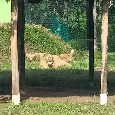 Tiger Safari