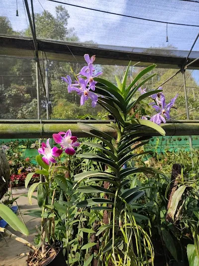 Explore Kaziranga National Orchid and Biodiversity Park, Kaziranga National Park