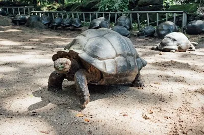 Visit Giant Tortoise Enclosure, Mahe Island
