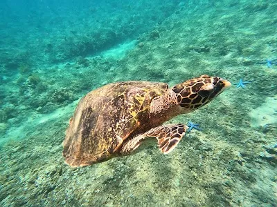 Explore Amed Snorkeling Tour, Amed