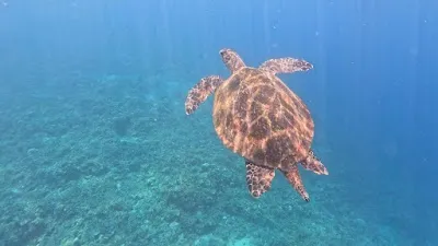 Explore Amed snorkeling fun, Amed