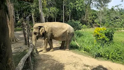 Visit Khao Sok Elephant Sanctuary, Khao Sok