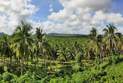 Coconut Plantation View Point, Siargao