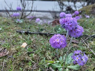 Check out Valley of Flowers, Lachen