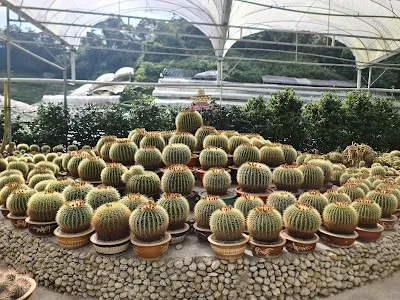Cactus Valley, Cameron Highlands