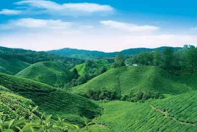 BOH Tea Centre (Sungei Palas Garden), Cameron Highlands