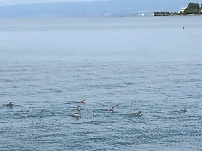 Check out Duck House (Freddie Mercury), Montreux