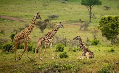 Arusha National Park, Arusha