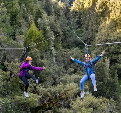 Explore Rotorua Canopy Tours | Zipline into an Ancient Forest, Rotorua