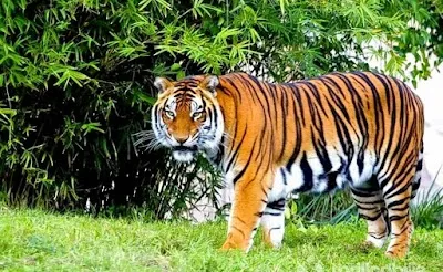 Visit Bandipur National Park, Ooty