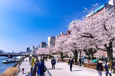 Check out Sumida Park, Tokyo