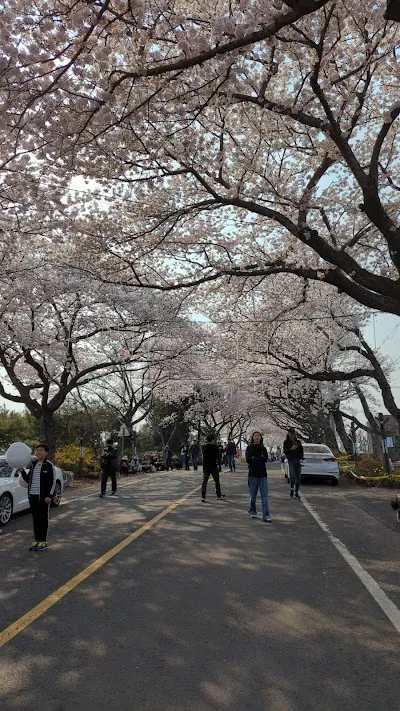 Explore Cherry blossom tunnel, Jeju Island