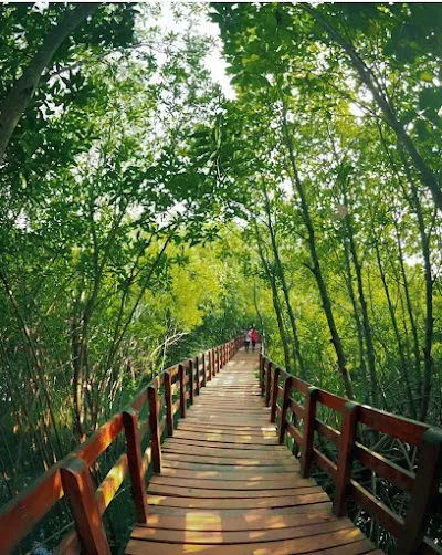 Explore Sharavathi Kandla Mangrove Boardwalk, Gokarna