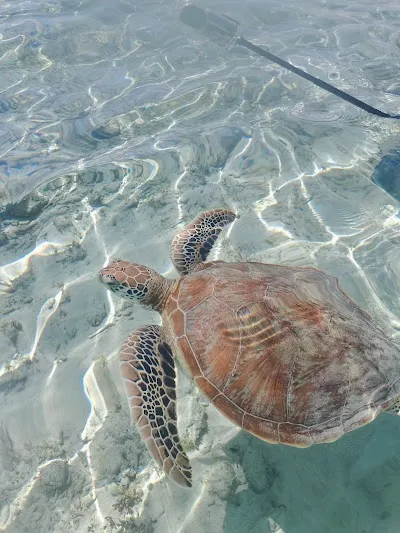 Visit Turtle Spot 1st, Gili Trawangan