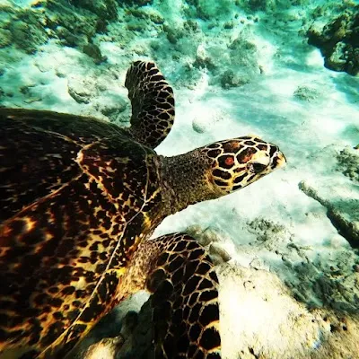 Explore Great snorkeling, Gili Trawangan