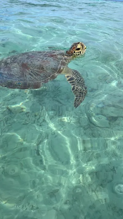 Explore Turtle spot, Gili Trawangan