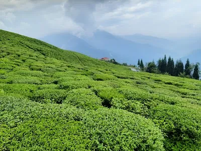 Check out Temí tea garden ,south Sikkim, Namchi