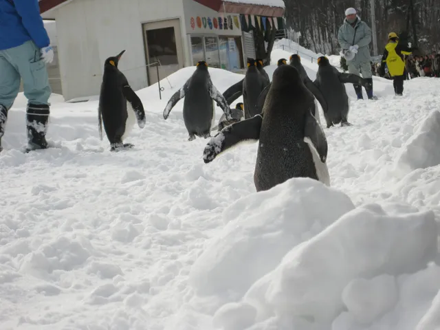 Asahiyama Zoo, Furano & Ningle Terrace