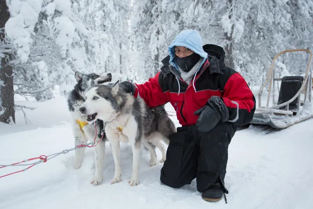 The husky trail after dark